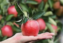 Ezért érdemes több bioélelmiszert fogyasztani