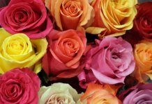 Ezek a nőnapi ajándékok a legnépszerűbbek