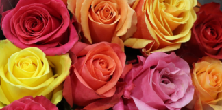 Ezek a nőnapi ajándékok a legnépszerűbbek