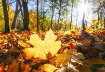 Ide utaznak ősszel a magyarok