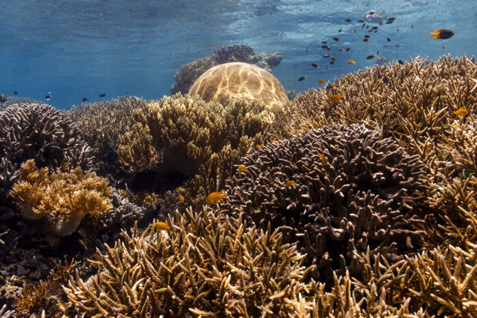 OceanWithDavidAttenborough_022