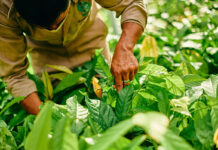 Tovább zöldült a Mars