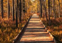 Svédországban már receptre írják a természetet