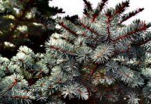 Egyre többen rendelik online a karácsonyfát