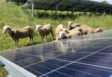 Környezetvédelmi akciókkal zöldít az E.ON