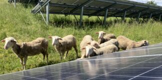 Környezetvédelmi akciókkal zöldít az E.ON