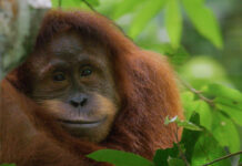 Hollywoodi sztár narrációjával érkezik az új természetfilm