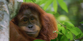 Hollywoodi sztár narrációjával érkezik az új természetfilm