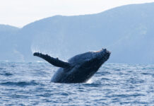 Csodás természetfilmeket nézhetünk a Disney+-on és a Nat Geo-n