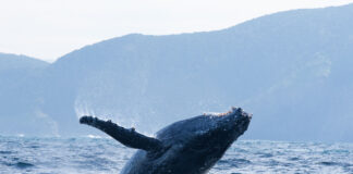 Csodás természetfilmeket nézhetünk a Disney+-on és a Nat Geo-n