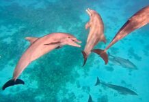 Egyiptom turizmusa lehet az iráni konfliktus nyertese