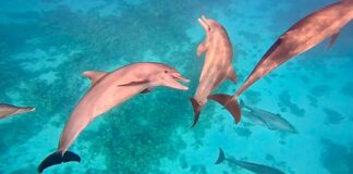 Egyiptom turizmusa lehet az iráni konfliktus nyertese